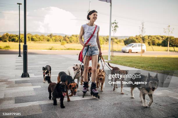 de professionele honduitlater die van de vrouw honden op de stadsstraat uitoefent - middelgrote groep dieren stockfoto's en -beelden