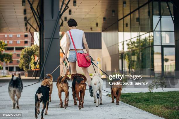 woman professional dog walker exercising dogs on the city street - medium group of animals stock pictures, royalty-free photos & images