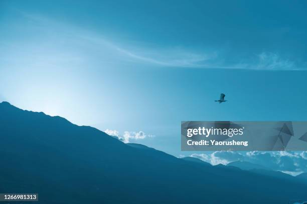 bird flying over the mountain in sunset - 鷹 鳥 個照片及圖片檔