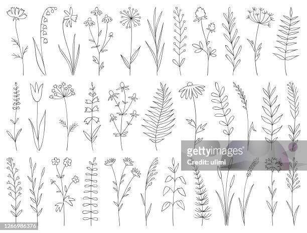 hand drawn plants - flowers stock illustrations