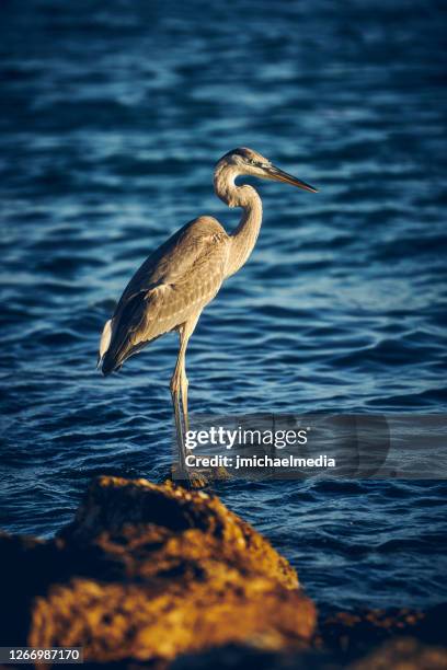 great blue heron - captiva island stock-fotos und bilder