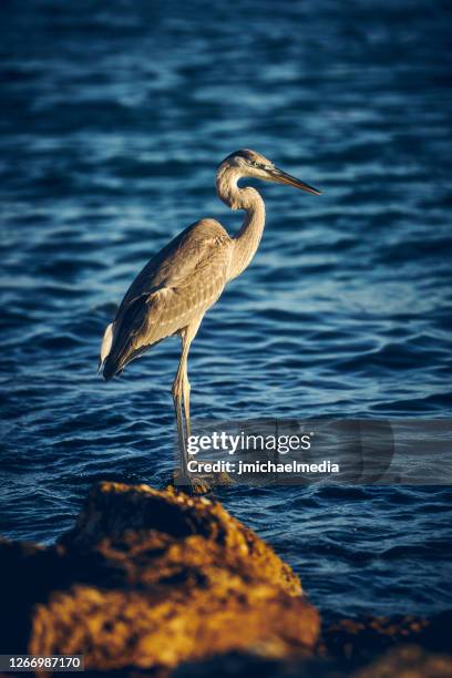 great blue heron - captiva island florida stock pictures, royalty-free photos & images