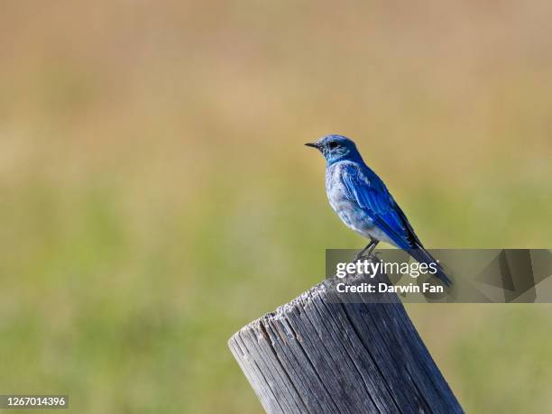 mountain blue bird on the fence in grand teton national park, wyoming - berghüttensänger stock-fotos und bilder