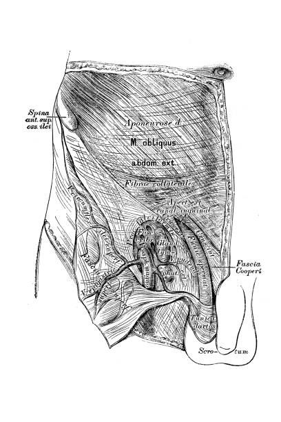 Part Between Legs 83 Pelvic Region Stock Photos, High-Res Pictures, and Images - Getty Images