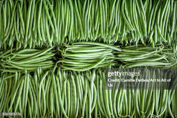 French Bean Rows 552 Green Bean Field Stock Photos, High-Res Pictures, and Images ...