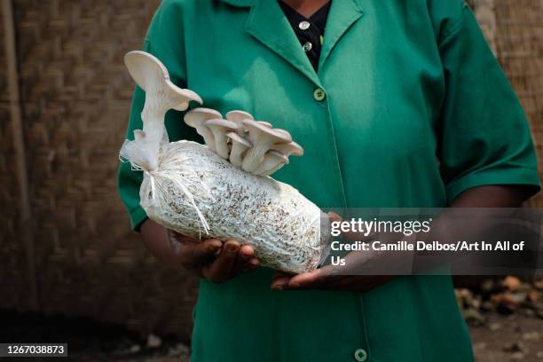 Close up on growing oyster mushroom on mushroom tubes on Septembre 19, 2018 in Ruhengeri, Northern Province, Rwanda.