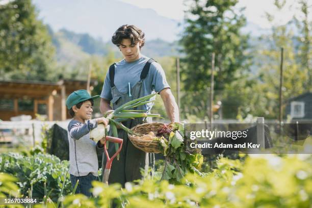 farm worker and young brother harvesting vegetable patch - umweltverantwortung stock-fotos und bilder