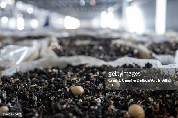 Close-up on mushroom cultivation on substrate bags on a button mushroom farm on Septembre 19, 2018 in Ruhengeri, Northern Province, Rwanda.