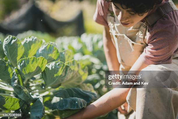 young farm worker inspects crop - filipino farmer 個照片及圖片檔