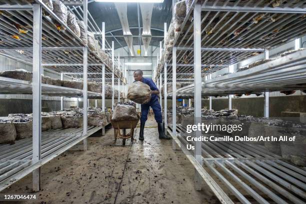 Production site for button mushrooms on Septembre 19, 2018 in Ruhengeri, Northern Province, Rwanda.