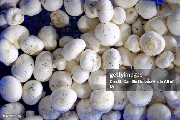 Close-up on mushroom cultivation on substrate bags on a button mushroom farm on Septembre 19, 2018 in Ruhengeri, Northern Province, Rwanda.