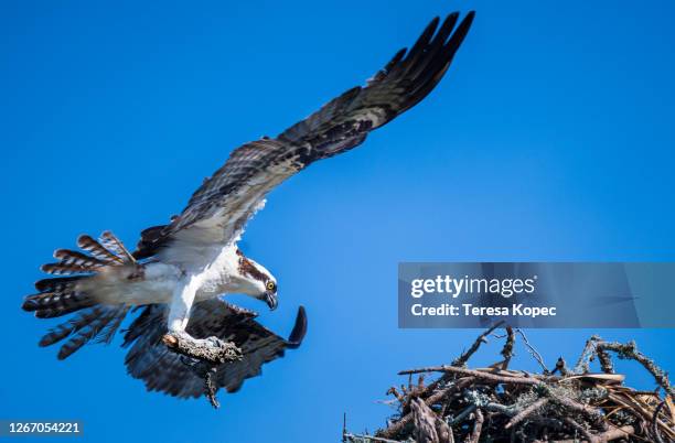 osprey carrying wood to build nest - rookery building stock pictures, royalty-free photos & images