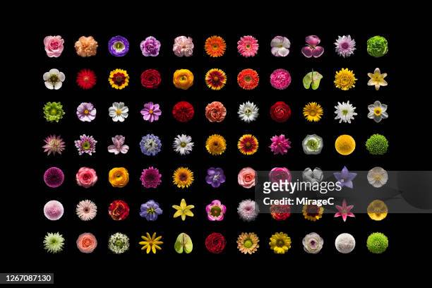 flowers top shot collection - flower stock pictures, royalty-free photos & images