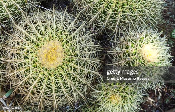 golden barrel cactus - echinocactus grusonii - golden barrel cactus stock pictures, royalty-free photos & images