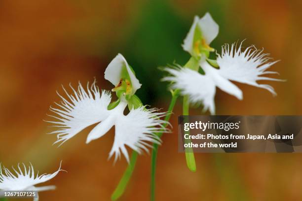 white egret flower / pecteilis radiata - orchids of asia stock pictures, royalty-free photos & images