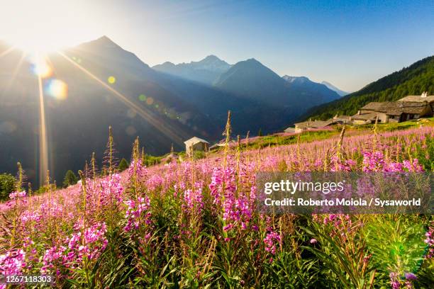 willowherb (epilobium) flowers, starleggia, valtellina, italy - fireweed stock pictures, royalty-free photos & images