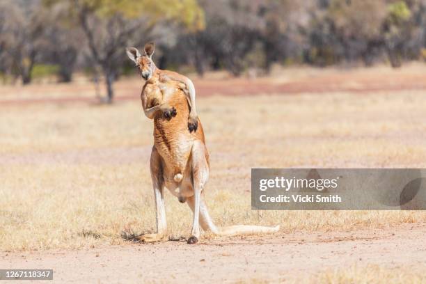 big wild australian red kangaroo standing in a dry barren field looking at the camera and scratching itself - grey kangaroo stock pictures, royalty-free photos & images