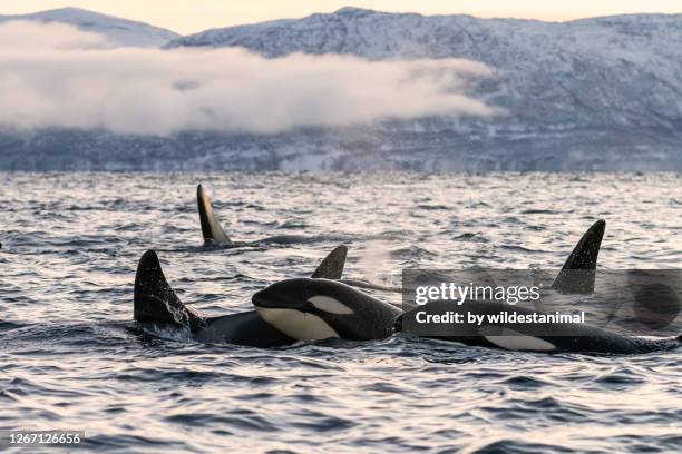 pod of killer whales travelling at sunset, northern norway. - pod group of animals stock-fotos und bilder