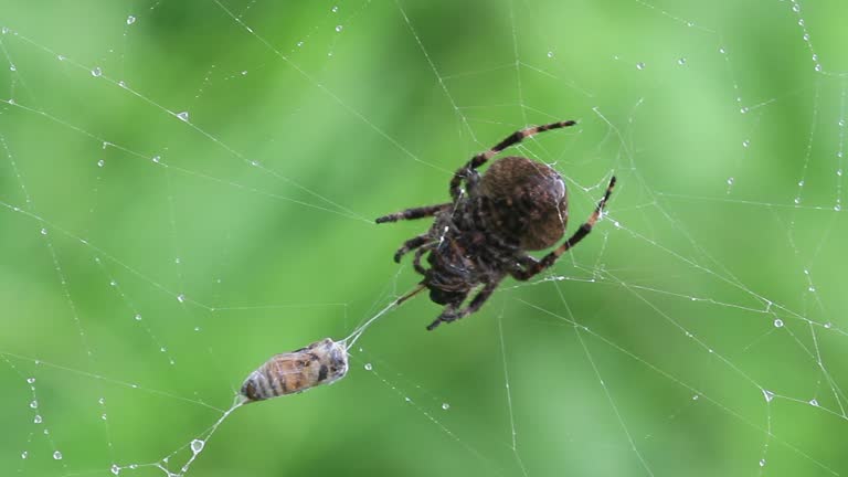 Spider Catching Insect 16 Ventricosus Stock Videos, Footage, & 4K Video Clips - Getty Images