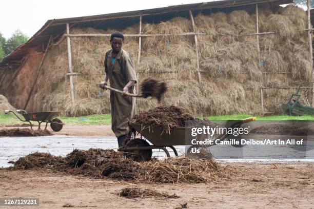 Worker in overall picks manure up from the ground in a wheelbarrow with a pitchfork on Septembre 19, 2018 in Ruhengeri, Northern Province, Rwanda.