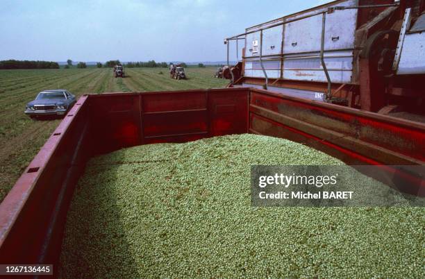 La récolte des petits pois dans l'Illinois, en juin 1980, Etats-Unis.