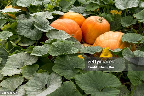 pumpkin growth in my garden - squash vegetable stock pictures, royalty-free photos & images