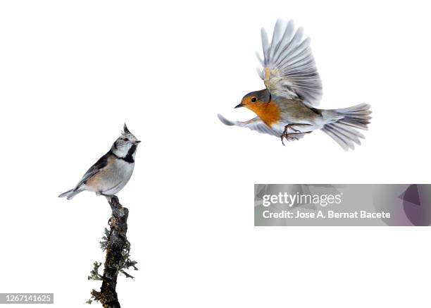 close-up of crested tit (lophophanes cristatus) and robin (erithacus rubecula), in flight on a white background. - tits stock pictures, royalty-free photos & images