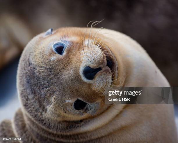 seal pup - seal bay stockfoto's en -beelden