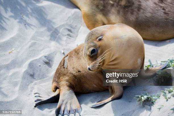 seal pup - kangaroo island stock pictures, royalty-free photos & images