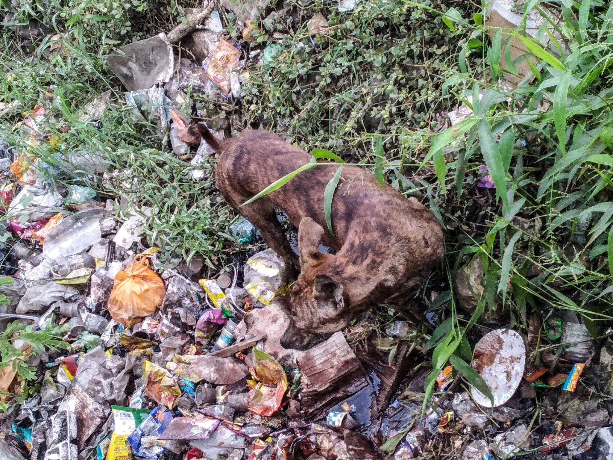 pet waste pollution