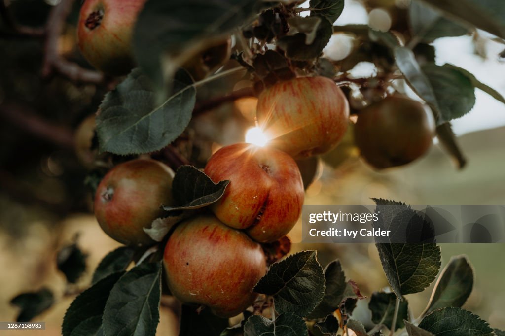 Apfel Apfelbaum im Gegenlicht