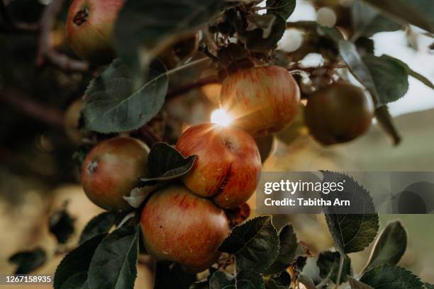 apfel apfelbaum im gegenlicht - produce aisle photos et images de collection