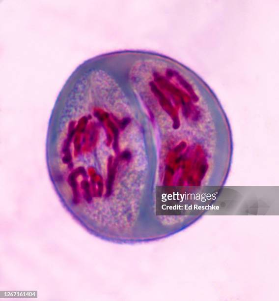 meiosis ii (second division), anaphase ii (lily) 400x - anaphase fotografías e imágenes de stock