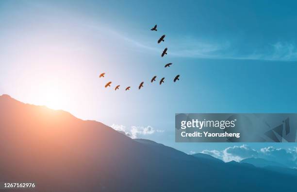 large group of seagull  flying in the sky in the sunset - vogelpiek stockfoto's en -beelden