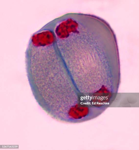 meiosis ii (second division) telophase ii  lilium (lily) 400x - meiose imagens e fotografias de stock