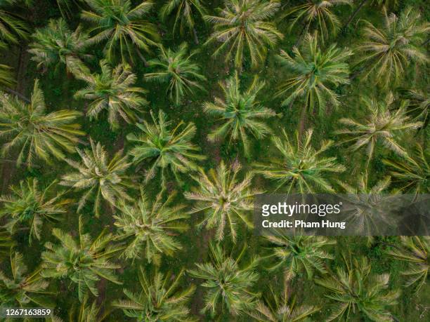 drone view of green palm forest - vietnam imagens e fotografias de stock