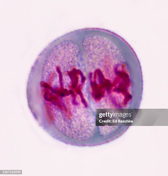 meiosis ii (second division) metaphase ii  lilium (lily) 400x - meiose imagens e fotografias de stock
