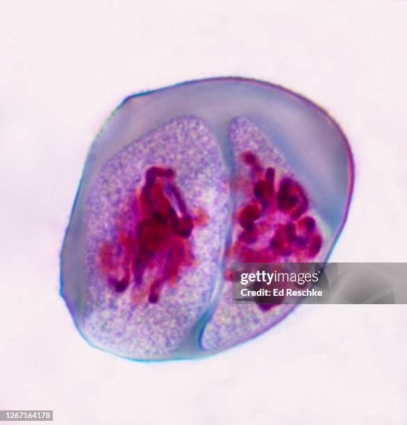 meiosis ii (second division) prophase ii  lilium (lily) 400x - prophase stock pictures, royalty-free photos & images