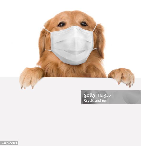 dog with a banner wearing a facemask - dog mask stock pictures, royalty-free photos & images