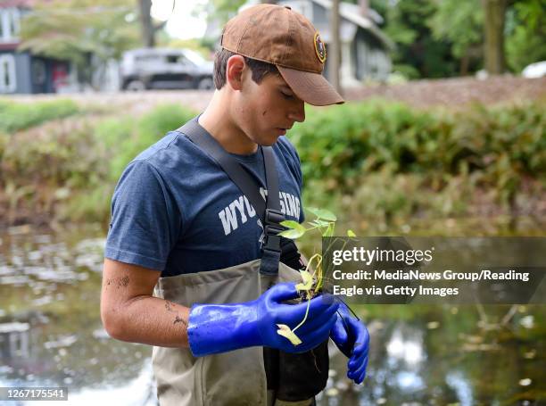 Wyomissing, PA Nick Dowling of Wyomissing, holds a Duck Potato that he is going to plant in the pond. In Wyomissing, PA Tuesday afternoon August 18,...