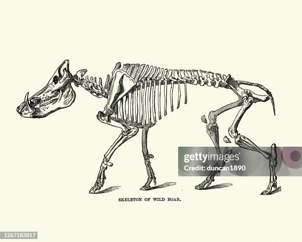 stockillustraties, clipart, cartoons en iconen met skelet van een wild zwijn - boar