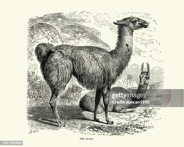 拉瑪 (拉馬格拉瑪) 一個馴化的南美駱駝。 - llama animal 幅插畫檔、美工圖案、卡通及圖標