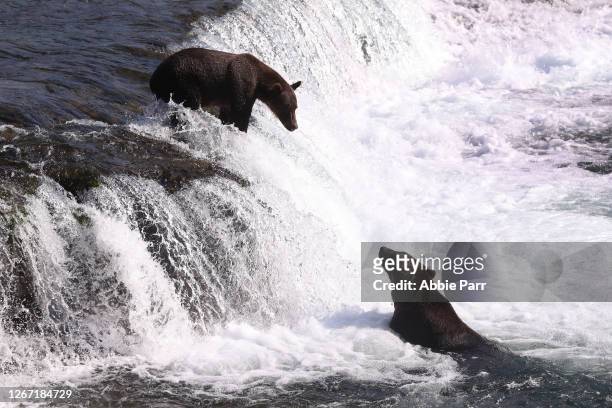Brown bears hunt for fish at Katmai National Park on August 14, 2020 in King Salmon, Alaska. The park recently reopened after being forced to shut...