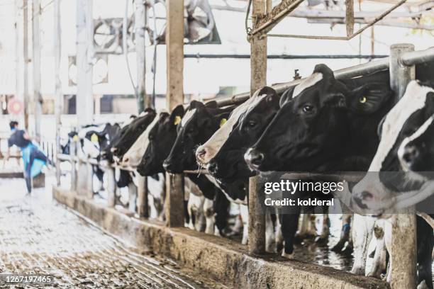 dairy cows ready for milking - milking stock pictures, royalty-free photos & images