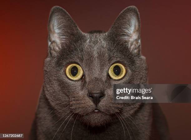 domestic grey cat portrait over red background - cat eye stock pictures, royalty-free photos & images