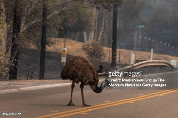 An escaped emu wanders on a roadway in Vacaville, Calif., as the LNU Lightning Complex fire burns, Wednesday, Aug. 19, 2020.