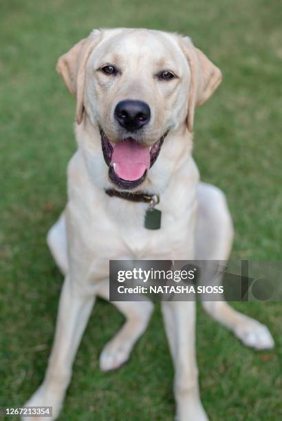 young yellow labrador retriever dog sitting outdoor - yellow labrador retriever stock pictures, royalty-free photos & images