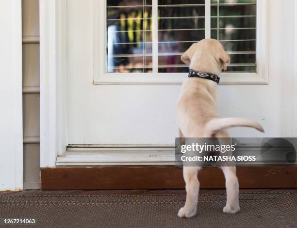 yellow labrador retriever puppy outdoors - yellow lab puppies stock pictures, royalty-free photos & images