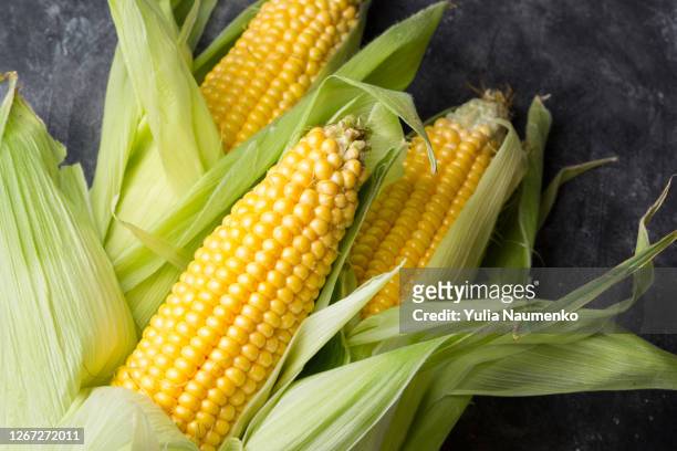 fresh corn cob on dark background - cornfield stockfoto's en -beelden