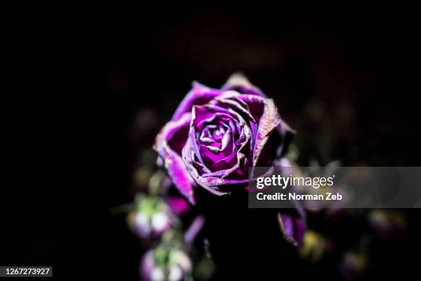 roses soft background - rosa violette parfumee photos et images de collection